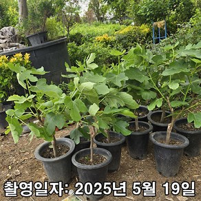 착한가격 나무생각 / 무화과나무 / 승정도후인 / 3년생 / 결실주, 1개, 무화과