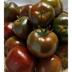 공작소 [당일출고] 프리미엄 고당도 스테비아 흑대저 토마토, 1개, 스테비아 대저 토마토 2팩