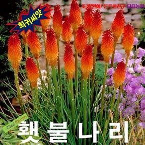 (희귀씨앗) 니포피아 (Torch Lily 횃불나리) 5립