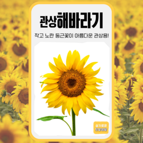 테디베어해바라기 30립 세계종묘 테디베어해바라기 꽃씨앗, 1개