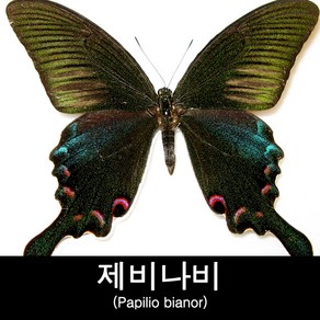 필리핀노란줄점제비나비표본/Papilio demolion