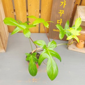 가꾸다 필로덴드론 뷰티 그린 플로리다 뷰티그린(Philodendron Florida Beauty Green)