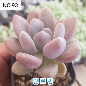 다육식물- 희귀 다육 100가지 모아보기, [NO. 93] 5.5cm 포트, 1개