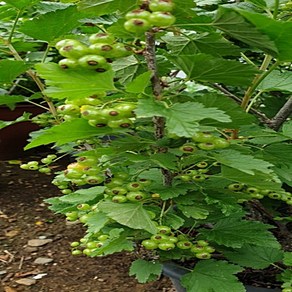 래드커런트 묘목 결실주, 1개, 레드커런트 8치화분 결실주