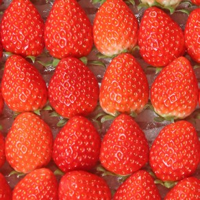 맛가득 프리미엄 산지직송 3-5 사이즈 난좌포장 금실딸기 400g, 1박스, 금실 3 5 사이즈 400g