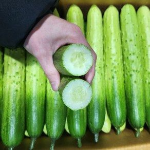 [농가신선] 수분가득 백오이 아삭한 국내산 백다다기 특품, 1박스, 2kg (6-8개)