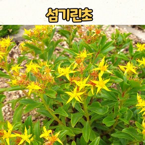 그라스 수크령 하멜른 7치포트 왜성 노지월동 모종 초화 야생화 다년초