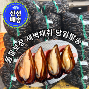 빅투더수산 당일채취 세척손질 홍합 제철 해산물 생홍합 산지직송 국물요리, 1개, 10kg