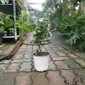 블랙로즈 동백나무 중품 30~65cm 99 야생화 노지월동, 1개