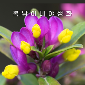 토끼싸리 [1포트 복남이네야생화 모종 애기싸리 도키와히메하기 폴리가라 polygala], 1개