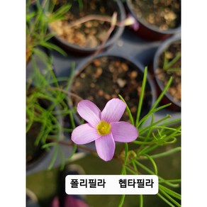 사랑초 종류 최다 보유 업체 가을 겨울에 피는 꽃~ 샵 둘러보고 가세요~, 1개