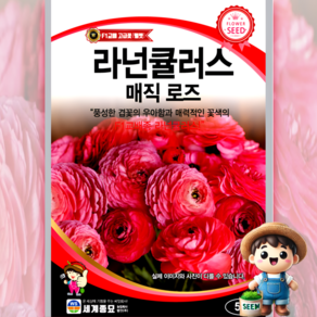 라넌큘러스 5립 매직 로즈 원예 관상 조경 화단 용 꽃 씨 씨앗 종자 세계, 1개
