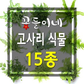 꽃들이네 보스턴고사리 상록넉줄 고사리 더피고사리 실버레이디 수경재배식물 수생식물 실내공기정화식물 실내화초 거실화분 키우기좋은식물 공기정화식물 화초 반려식물, 아비스 고사리/소형, 1개