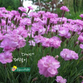 다까네패랭이 [4포트 복남이네야생화 모종 석죽 디안서스 분홍겹패랭이 dianthus]