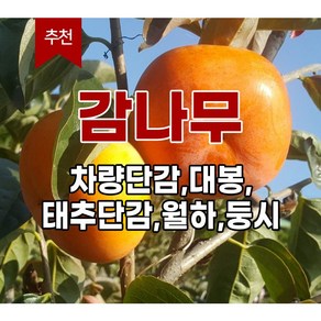 장원농원 감나무묘목 대봉 차량단감 월하 둥시