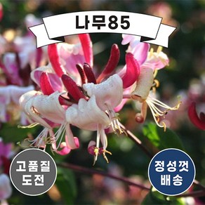 (나무85) 인동 5종 시리즈, 1.인동 포트 ( 5주묶음 ), 1개