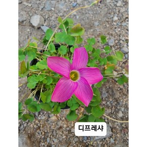 디프레샤 핑크 사랑초