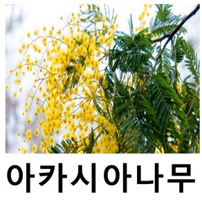 아카시아나무 묘목 신품종 딜바타 10cm포트묘, 1개