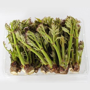 하우스참두릅 원순 특상 상 500g 1kg, 1박스, 참두릅 원순 특상 1kg