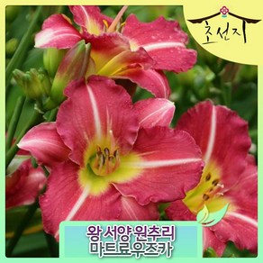 Daylilies Hemeocallis, 마트료우즈카, 1개