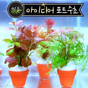 [미초] 아이디어 디자인 포트수초 / 초보자용 어항 수초 / 레이아웃 포트수초, 1개