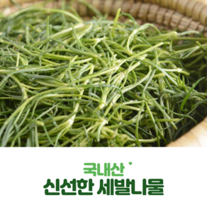 당일채취 국내산 세발나물 생세발나물 새발나물 봄나물 갯나물 400g 1kg, 1개