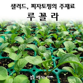 [모종심는아빠] 이탈리아요리의 향신료 루꼴라 모종