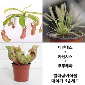 블룸 벌레잡이식물 대식가3종셋트 네펜데스 + 푸푸레아 + 카펜시스 식충식물, 1세트