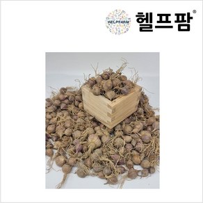 헬프팜 홍산마늘 주아 150g 단구 씨앗 종자, 1개