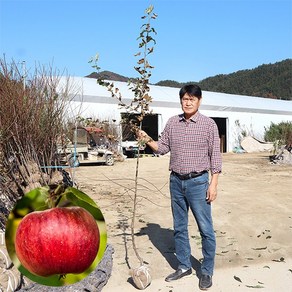 사과나무 묘목 중묘 결실주 3-5년생 감홍 미야비부사 홍로 시나노골드 루비에스 기둥사과, 1개, 미야비 부사 3년생 중묘