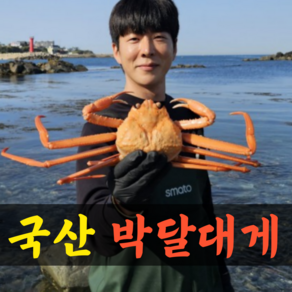 살이꽉찬 국산 박달대게 수율90% 영덕대게 울진 대게 포항 구룡포 게 대개 제철 1kg 2kg, 1박스, 국산박달대게 2kg (3~5마리 살수율90%이상)