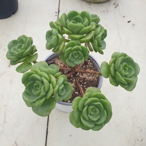 [수암다육] 릴리패드 랜덤발송 Aeonium 'Lily Pad' 다육 다육이 다육식물 482, 1개