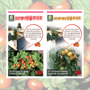 앉은뱅이황금방울토마토씨앗 50립 [25년포장] 화분용 토마토 종, 노랑토마토