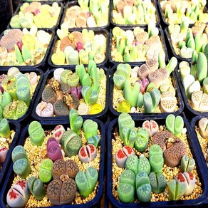 [이삽저삽] 다육 리톱스 모듬화분(5종류) ithops succulents 다육식물 리톱스모듬화분 다육이 관상용, 1개