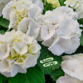 아베마리아 화이트 [1포트] 흰수국 (복남이네 야생화 모종 hydrangea)