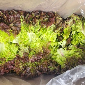 국내산 농장직송 꽃상추 적상추 당일수확발송 flowe lettuce, 1개, 2kg