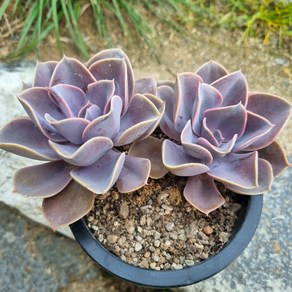 [수암다육] 라일락 랜덤발송 Echeveia 'Pele von Nunbeg' 랜덤발송 다육 다육이 다육식물 377, 1개