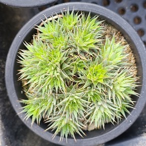 Deuteocohnia bevifolia 데우테로코니아 브레비폴리아, 1개