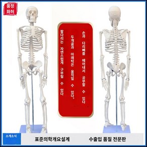 인체모형 뼈모형 해부 정형외과 헬스장 병원 연구실, 85cm 뼈