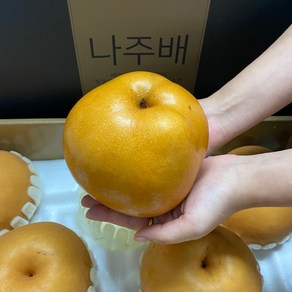 산지직송 나주배 고당도 신고 배 2024년 햇배, 1개, 7.5kg / 대 / 11~13과, 특품 선물용