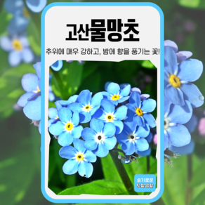 고산물망초 씨앗 100립 세계종묘 종자 모종 씨 꽃씨 물망초 혼합종 알프스물망초, 1개