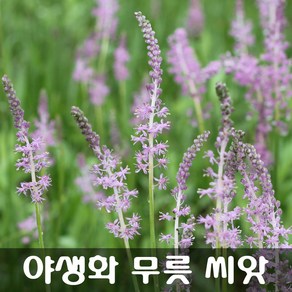 [해피플라워] 야생화 무릇 씨앗 50립 / 봄 여름 가을 파종 꽃씨, 1개