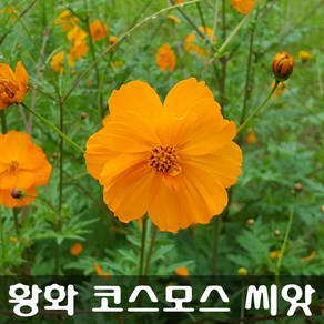 [해피플라워] 황화코스모스 씨앗 1000립 / 봄 여름 파종 꽃씨, 1개