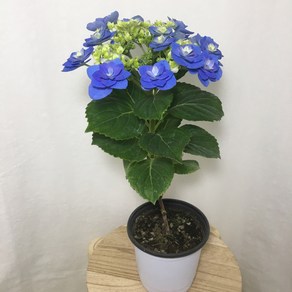 [해피그린 화원] 미니블루장미수국 블루수국 미니수국 수국 수국꽃 꽃식물 꽃화분 반려식물 공기정화식물 식물 129 화원 농원, 1개, 블루