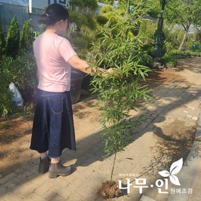 [나무인] 오죽 2개 검은대나무