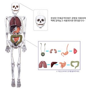 인체골격모형(장기)만들기(60cm) KC인증제품