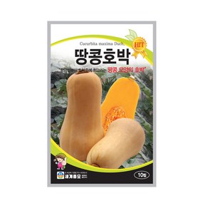 땅콩호박 10립 / 호박씨 호박씨앗 이색채소씨앗 과일채소씨앗