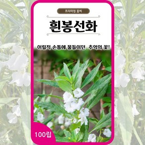 흰봉선화 씨앗 100립 하얀봉선화 흰색 꽃씨몰 white balsam 봄 여름 가을, 1개