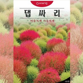 꽃씨 댑싸리 코키아 100립 댑싸리꽃 종자, 1개