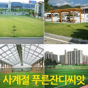 푸르네오 [오후5시 이전 주문 발송] 사계절푸른잔디씨앗 잔디씨 잔디씨앗 정원용 (마사토 붉은계통), 1개
